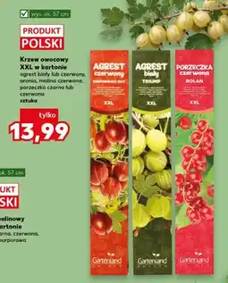 Kaufland Krzew owocowy XXL w kartonie porzeczka czerwona oferta