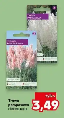 Kaufland Trawa pampasowa różowa, biała oferta