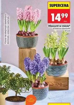 Biedronka Hiacynt w misie 17cm oferta
