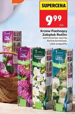 Biedronka Krzew pachnący Zakątek Roślin: jaśminowiec wonny oferta