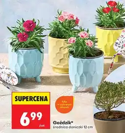 Biedronka Goździk średnica doniczki 12 cm oferta