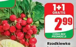 Dino Rzodkiewka oferta