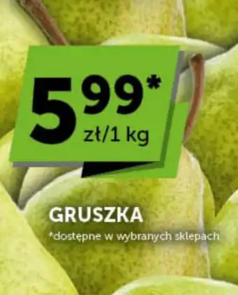 Groszek Gruszka oferta