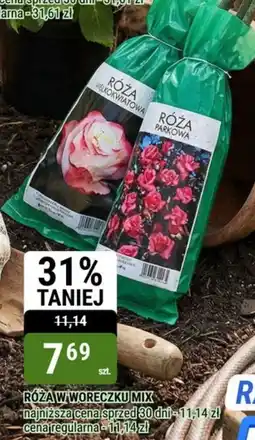 bi1 Róża w woreczku mix oferta