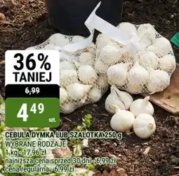 bi1 Cebula dymka lub szalotka oferta