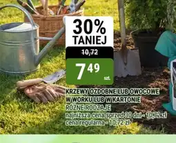 bi1 Krzewy ozdobne lub owocowe oferta