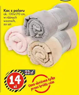 Tedi Koc z polaru oferta
