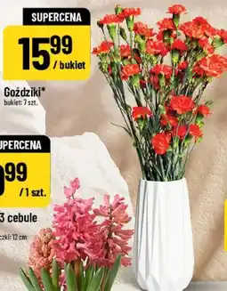 Polomarket Goździki oferta