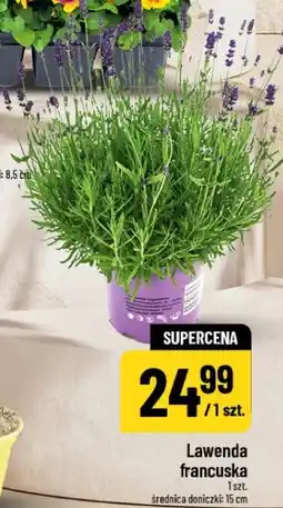 Polomarket Lawenda francuska oferta