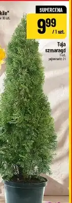 Polomarket Tuja szmaragdowa oferta