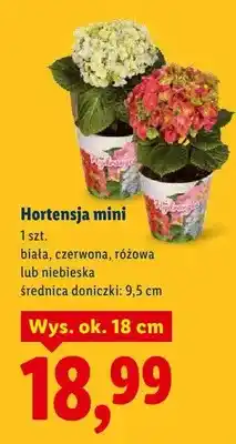 Lidl Hortensja mini biała, czerwona, różowa lub niebieska oferta