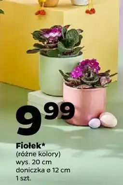 Netto Fiołek oferta