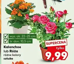 Kaufland Kalanchoe lub Róża różne kolory sztuka oferta