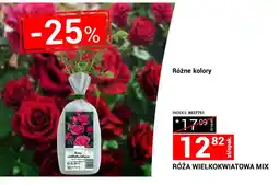 Merkury Market Róża wielkokwiatowa mix oferta