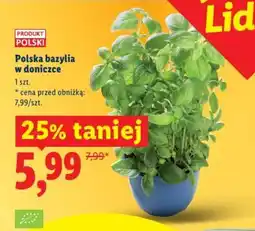 Lidl Polska bazylia w doniczce oferta