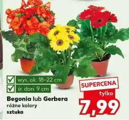 Kaufland Begonia lub Gerbera oferta