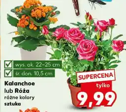 Kaufland Kalanchoe lub Róża oferta