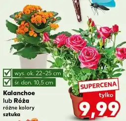 Kaufland Kalanchoe lub R3Źa r3Źne kolory sztuka oferta