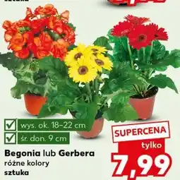 Kaufland Begonia lub Gerbera r3Źne kolory sztuka oferta
