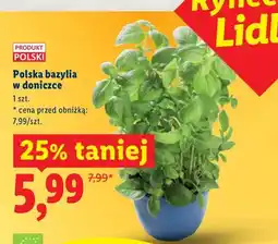 Lidl Bazylia w doniczce oferta