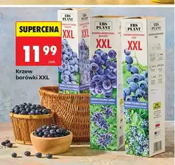 Biedronka Krzew borówki XXL oferta