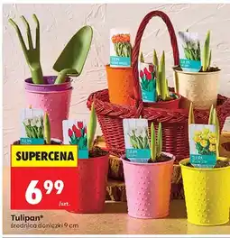Biedronka Tulipan oferta