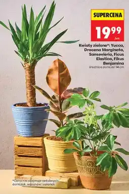 Biedronka Kwiaty zielone*: yucca, dracena marginata, sansevieria, ficus elastica, fikus benjamina oferta