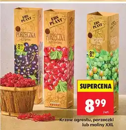 Biedronka Krzew porzeczki oferta