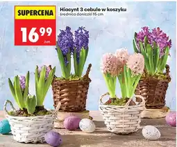 Biedronka Hiacynt 3 cebule w koszyku oferta