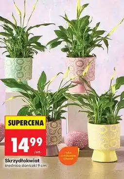 Biedronka Skrzydłokwiat oferta