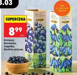 Biedronka Krzewy: borówka, jagoda, malino-jeżyna oferta