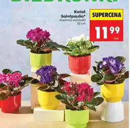 Biedronka Kwiat saintpaulia oferta