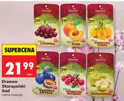 Biedronka Drzewa Staropolski Sad oferta