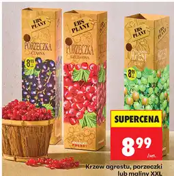 Biedronka Krzew agrestu, porzeczki lub maliny XXL oferta