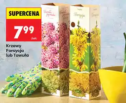 Biedronka Krzewy Forsycja lub Tawuła oferta