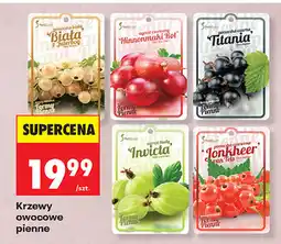 Biedronka Krzewy owocowe pienne oferta