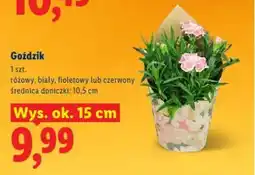 Lidl Goździk oferta