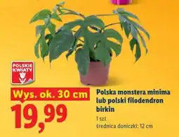 Lidl Polska monstera minima lub polski filodendron birkin oferta