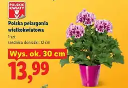 Lidl Polska pelargonia wielkokwiatowa oferta