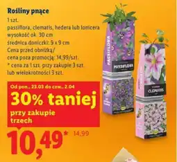 Lidl Rośliny pnące oferta