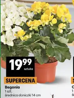 Delikatesy Centrum Begonia oferta