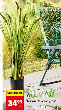 Biedronka Trawa dekoracyjna oferta