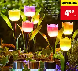 Biedronka Lampa solarna tulipan LED oferta