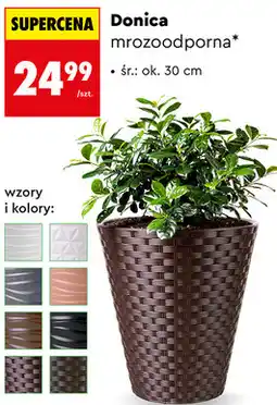 Biedronka Donica mrozoodporna oferta