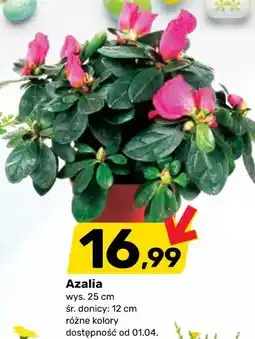 Bricomarche Azalia oferta