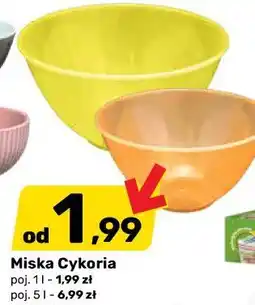 Bricomarche Miska Cykoria oferta