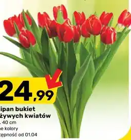Bricomarche Tulipan bukiet 15 żywych kwiatów oferta