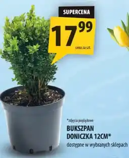 Arhelan Bukszpan doniczka oferta