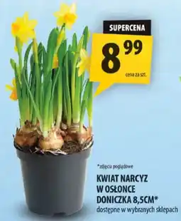 Arhelan Kwiat narcyz w osłonce doniczka oferta