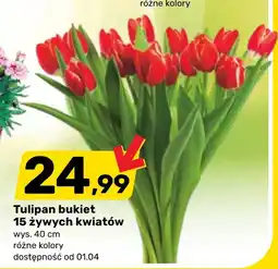 Bricomarche Tulipan oferta